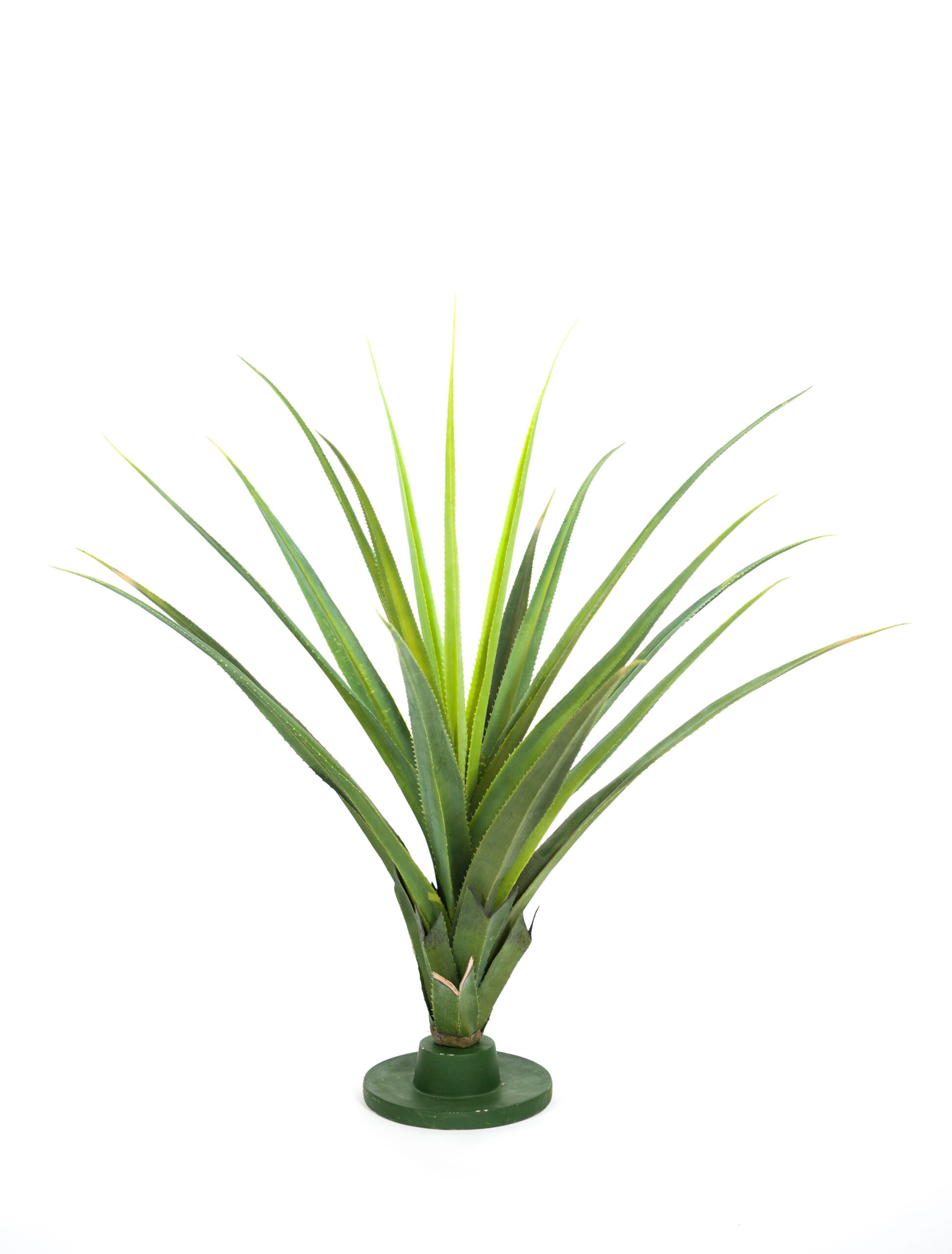 Pandanus Plant Medium H: 96 cm