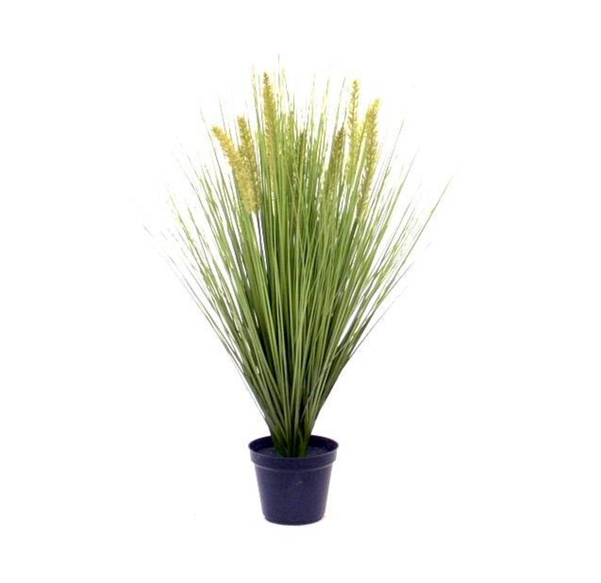 Pennisetum kunst Pluimgras plant 50cm in pot 12cm