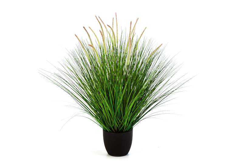 Pennisetum Woodside H: 100 cm