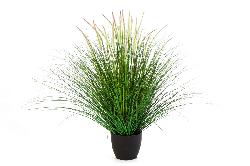 Pennisetum Woodside H: 115 cm