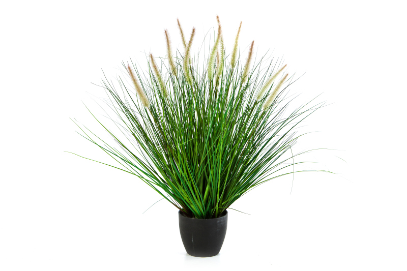 Pennisetum Woodside H: 70 cm