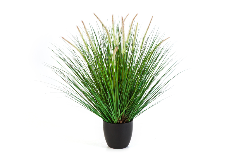 Pennisetum Woodside H: 85 cm