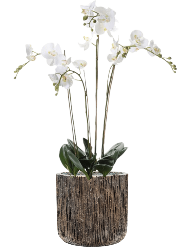 Phalaenopsis in Baq Luxe Lite Universe Waterfall, Zijde verlijmd, diam: 40cm, H: 123cm