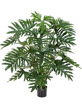 Philodendron Bush  H: 125 cm