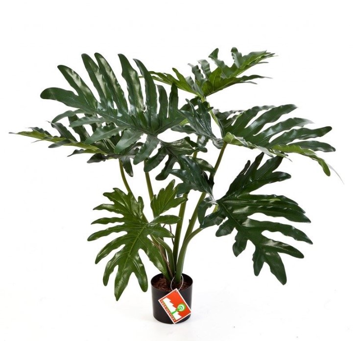 Philodendron Bush H: 60 cm