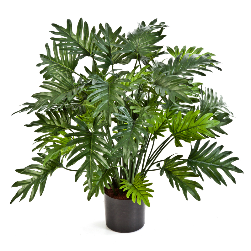 Philodendron Bush  H: 90 cm