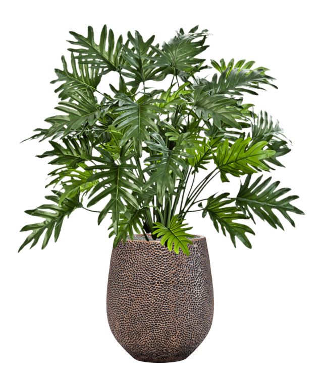 Philodendron in Baq Opus Hit, Zijde verlijmd, diam: 38cm, H: 110cm