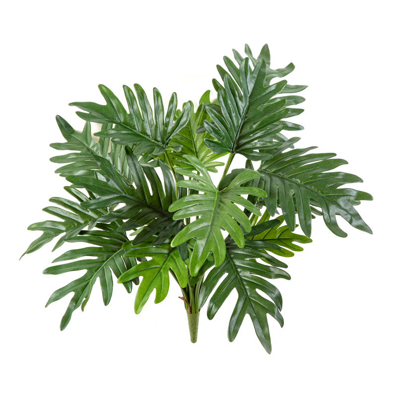 Philodendron Selloum H: 50 cm