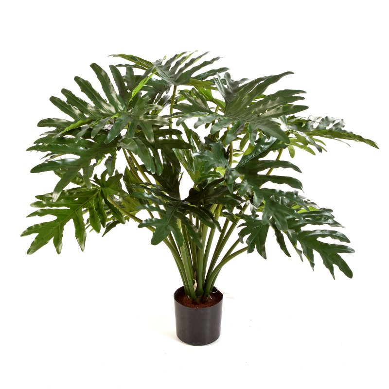 Philodendron Selloum H: 75 cm