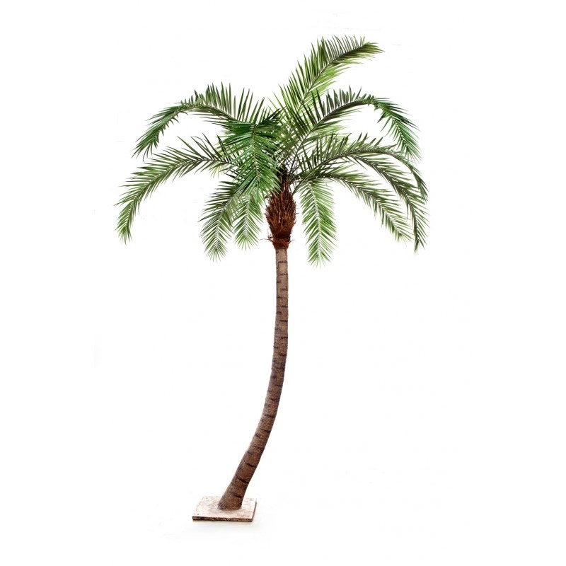 Phoenix  Curved Palm H: 330 cm