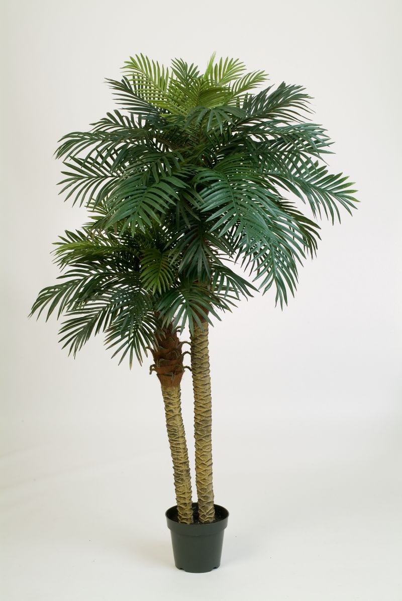 Phoenix Palm Dubbele Stam H: 195 cm