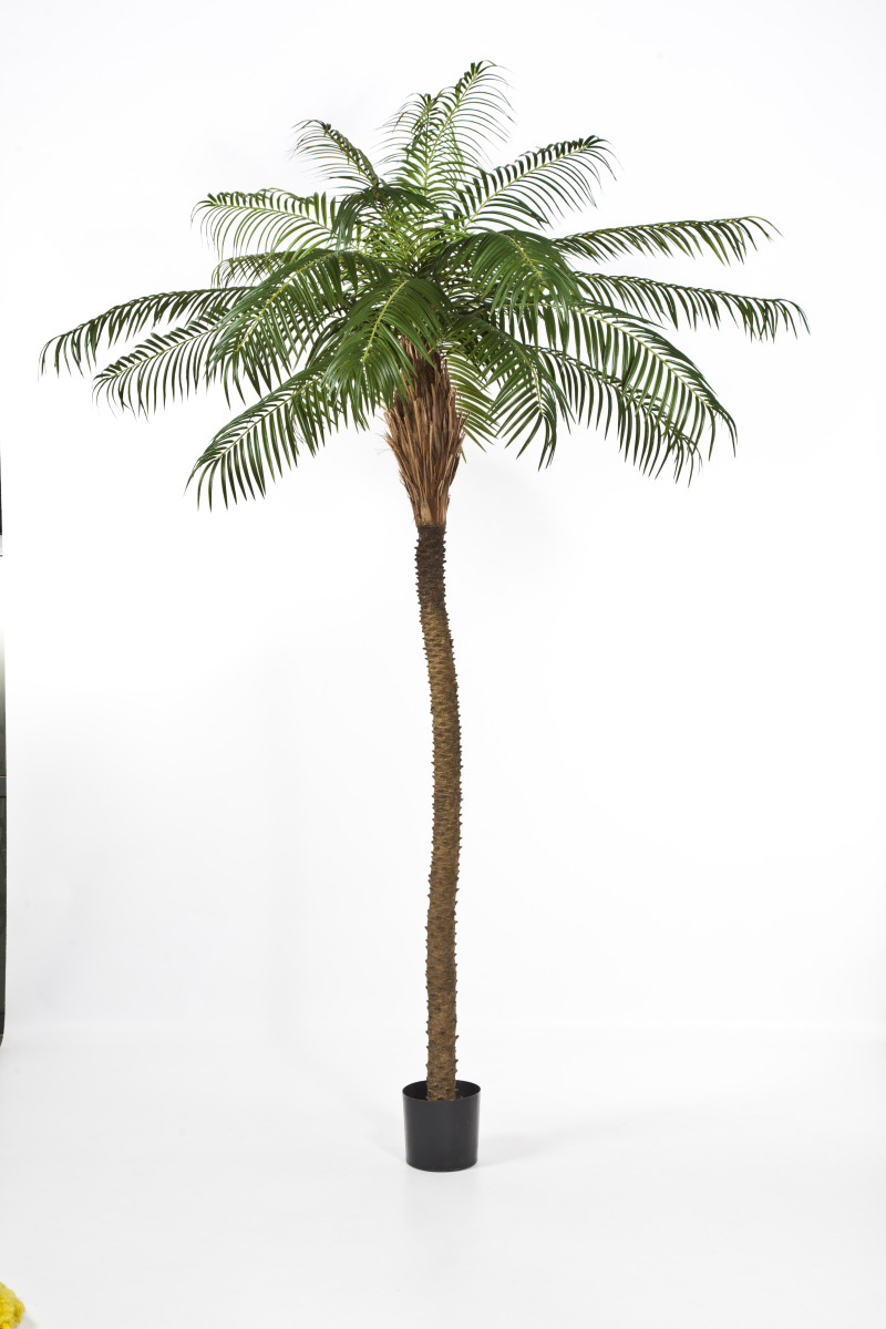 Phoenix  Palm  H: 225 cm