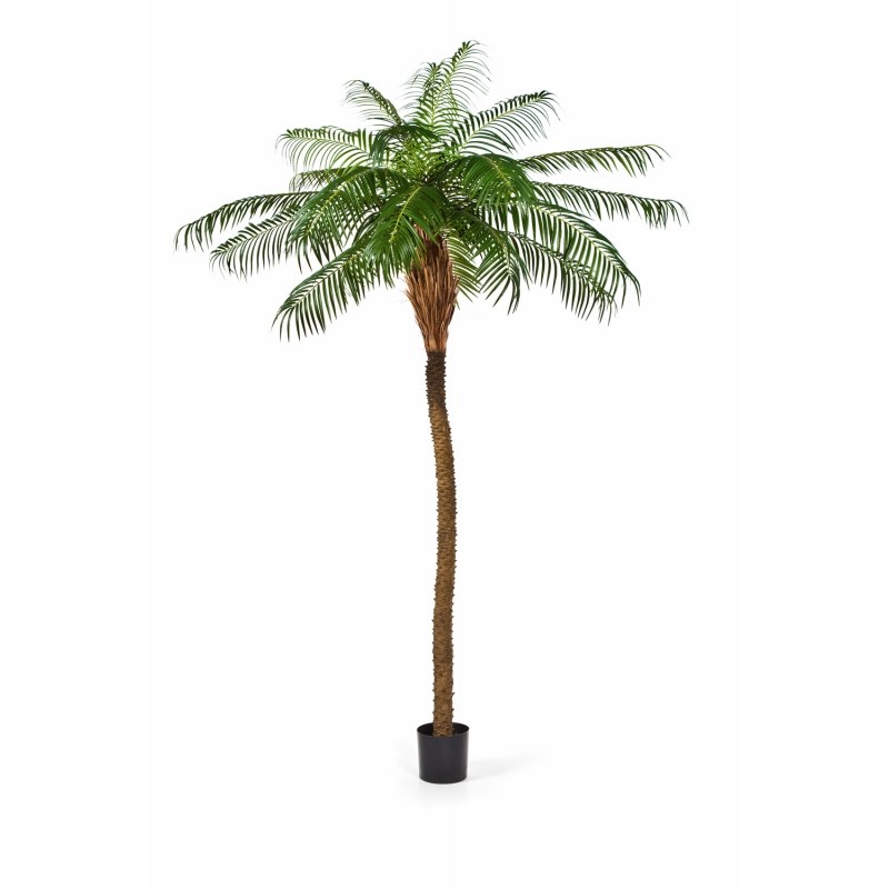 Phoenix  Palm  H: 250 cm