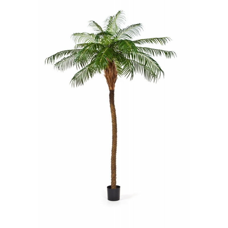 Phoenix  Palm  H: 280 cm