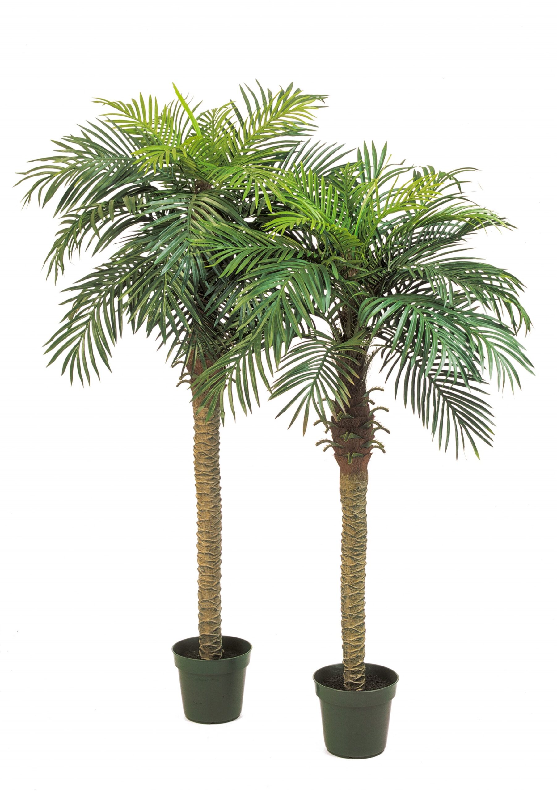 Phoenixx Palm H: 150 cm