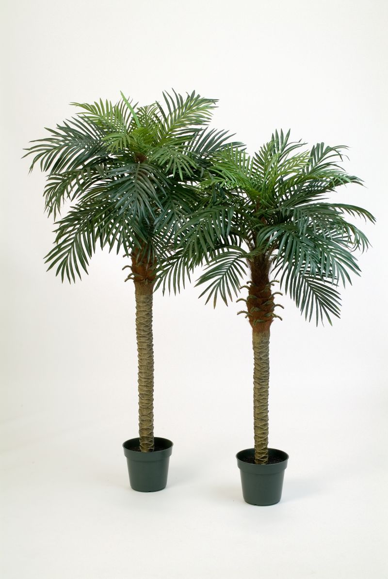 Phoenixx  Palm   H: 180 cm