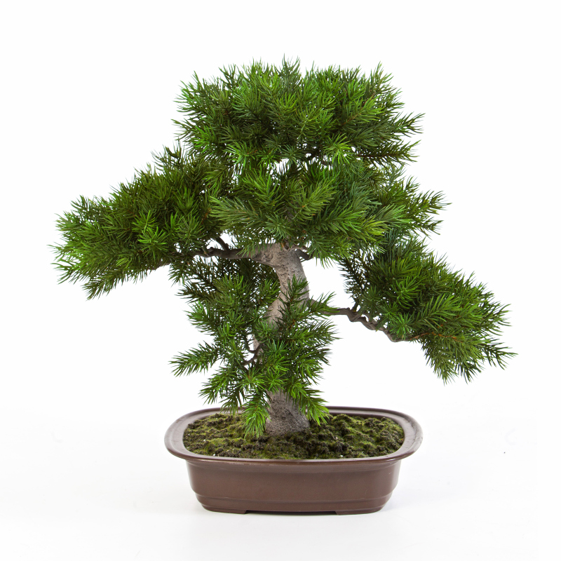 Pine Bonsai 48 Cm Bruin  H: 48 cm