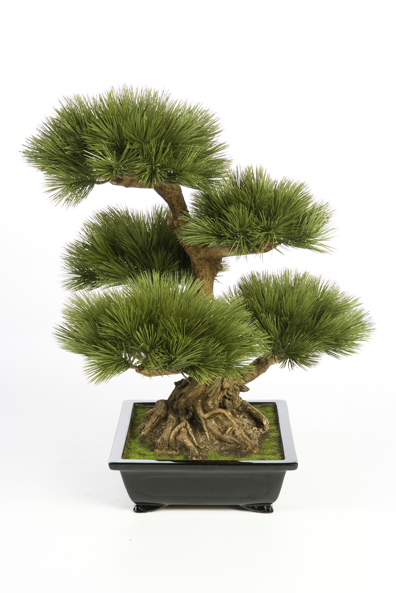 Pinus Bonsai Boom 60 Cm H: 60 cm