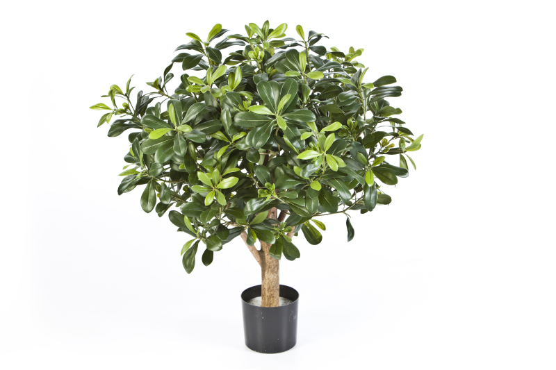 Pittisporum Bol Boom H: 65 cm