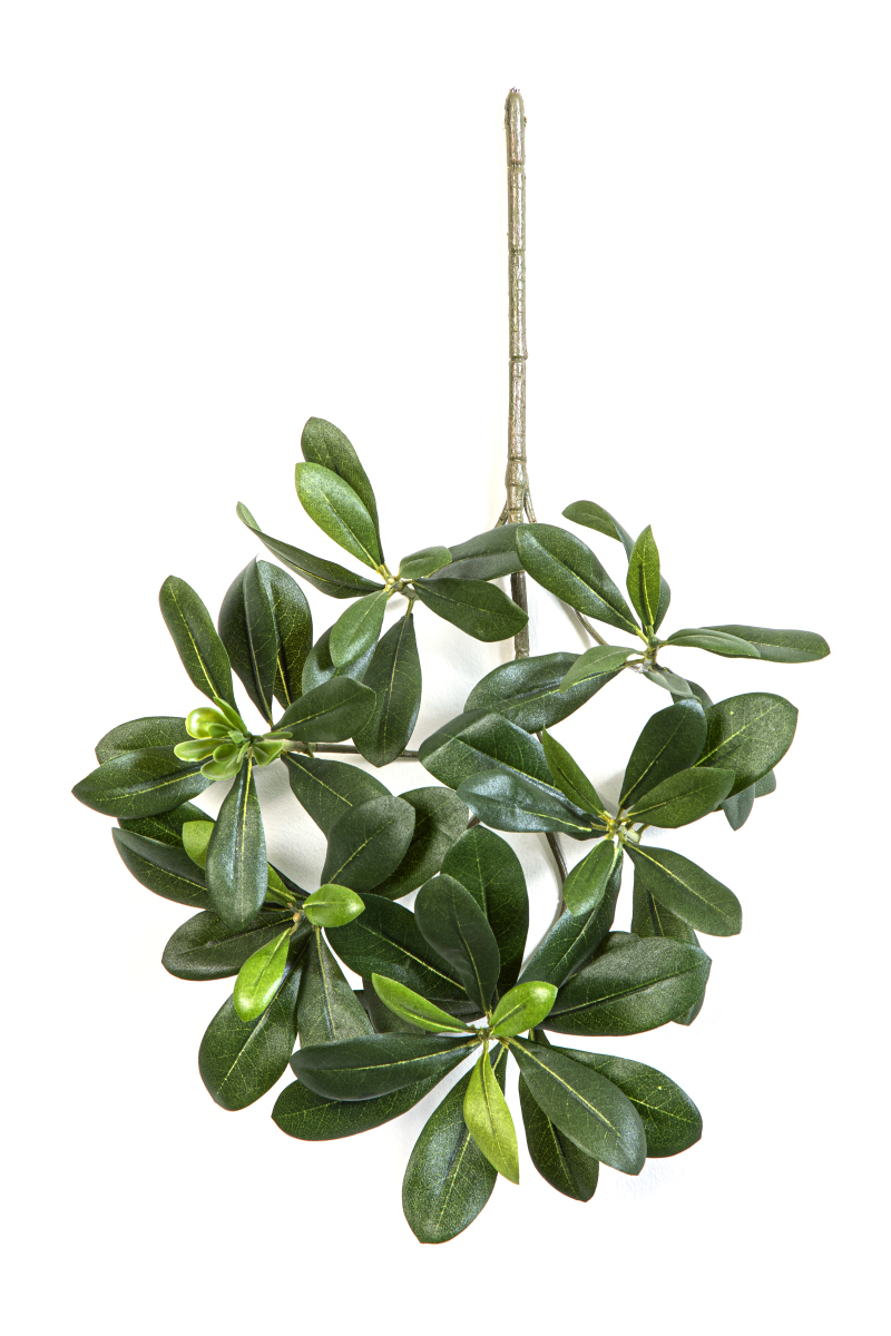 Pittisporum Mountain Bladtak - Vlamvertragend H: 40 cm