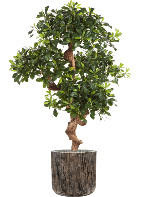 Pittosporum mountain in Baq Luxe Lite Universe Waterfall, diam: 40cm, H: 156cm