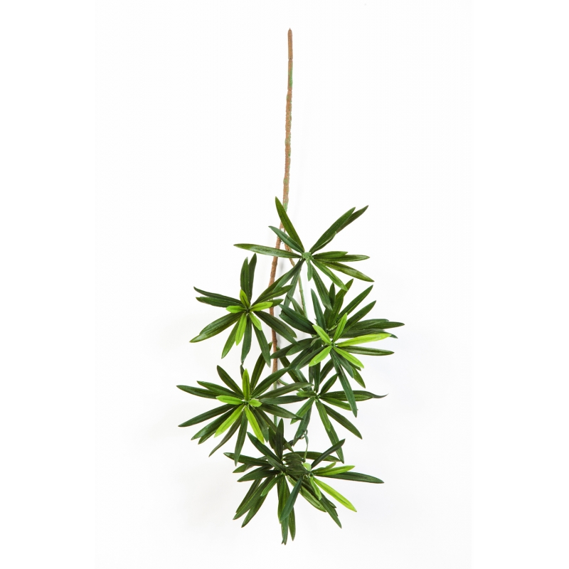 Podocarpus Bladtak H: 53 cm