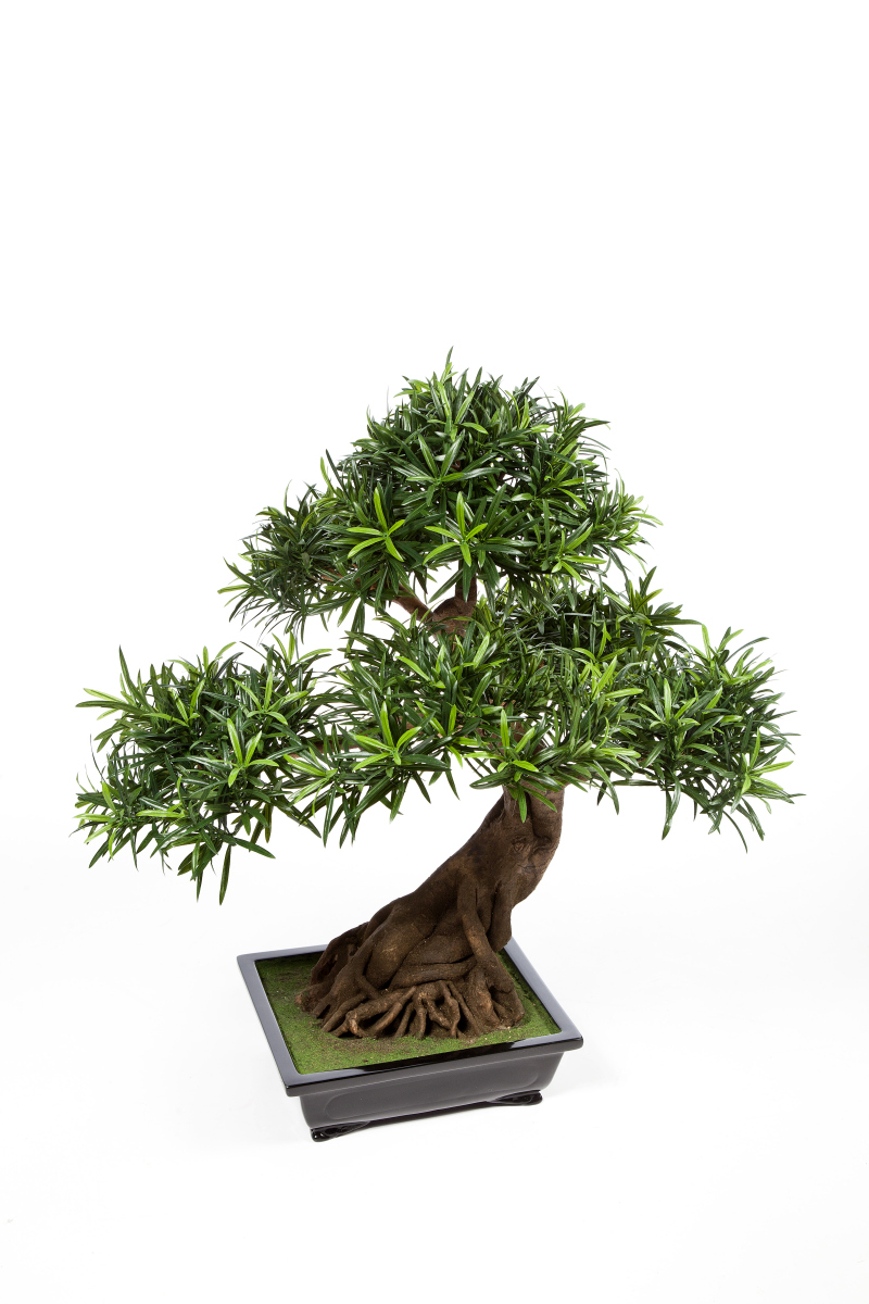 Podocarpus Bonsai   6 - 80 Cm H: 80 cm