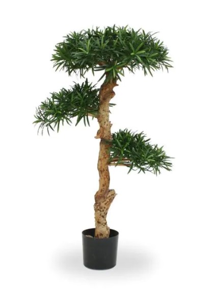 Podocarpus Bonsai H: 120 cm