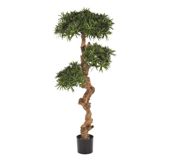 Podocarpus Bonsai H: 90 cm