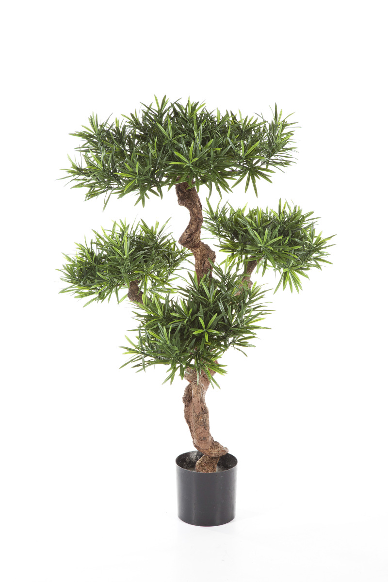 Podocarpus Mountain Boom H: 110 cm