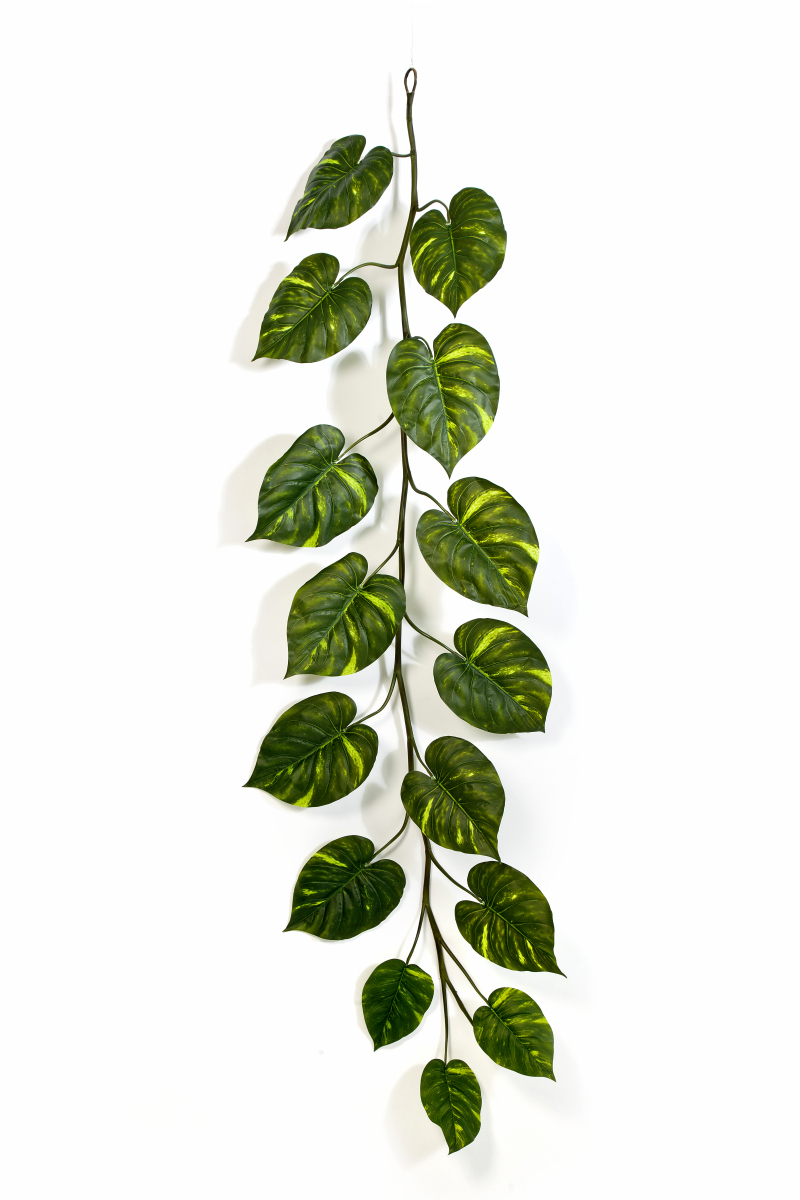 Pothos Groot Guirlande H: 230 cm