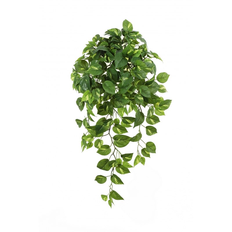 Pothos Hang Bush H: 85 cm