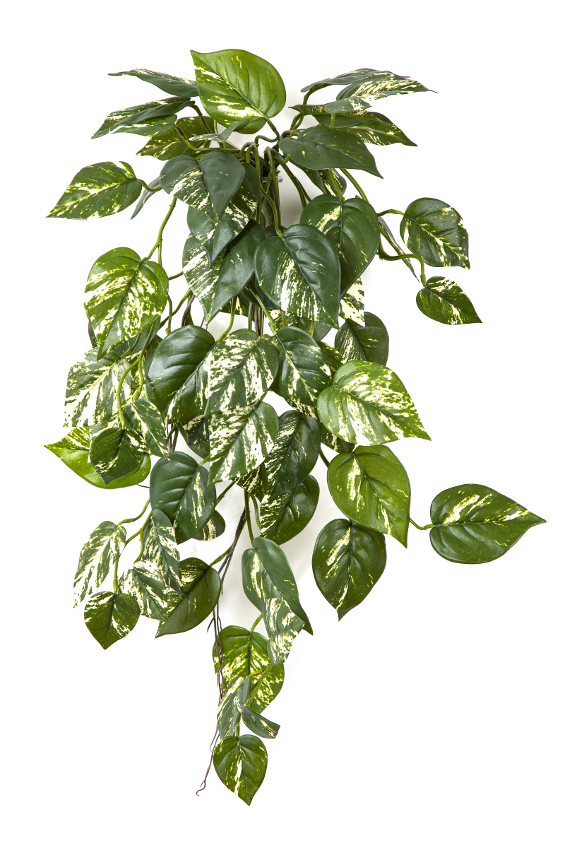 Pothos Hang Bush - Vlamvertragend H: 70 cm