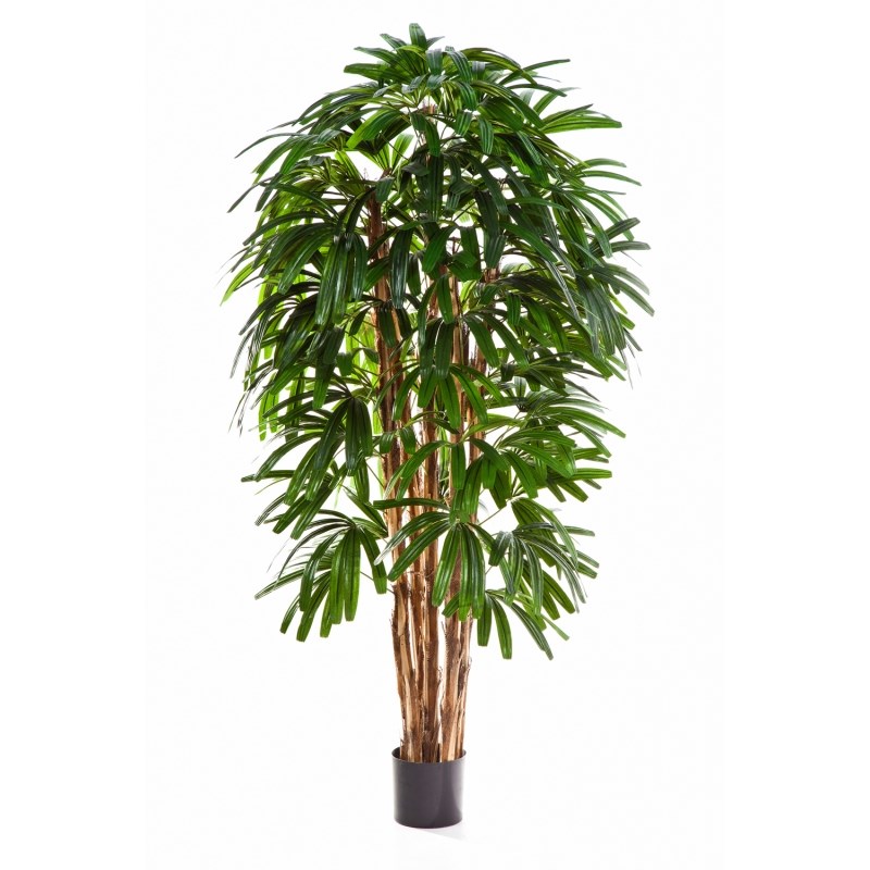 Raphis Palm H: 120 cm