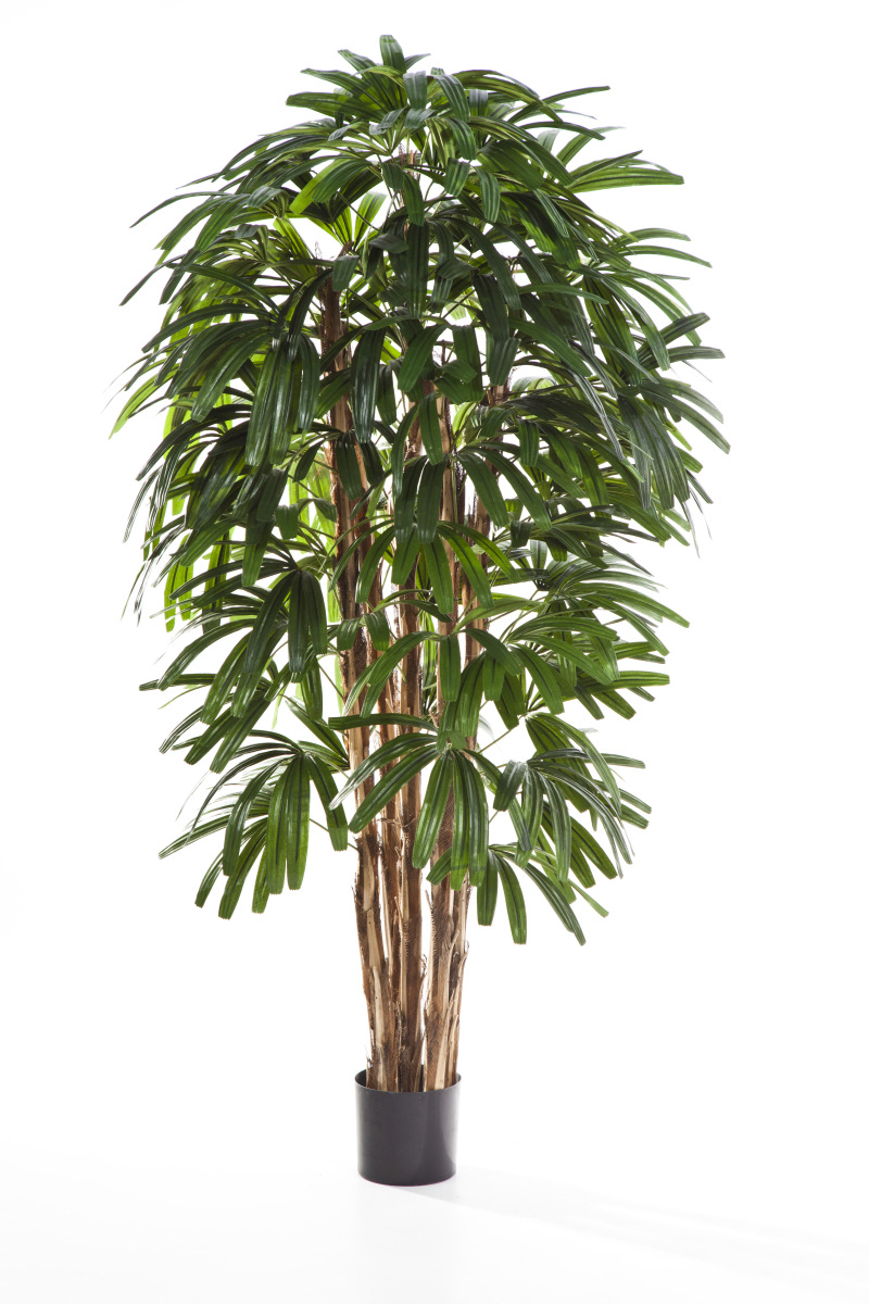 Raphis Palm H: 180 cm