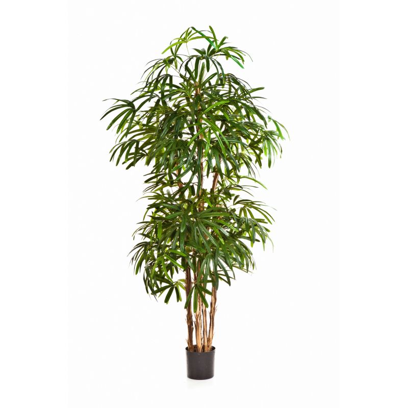 Raphis Palm Natuurlijk H: 110 cm