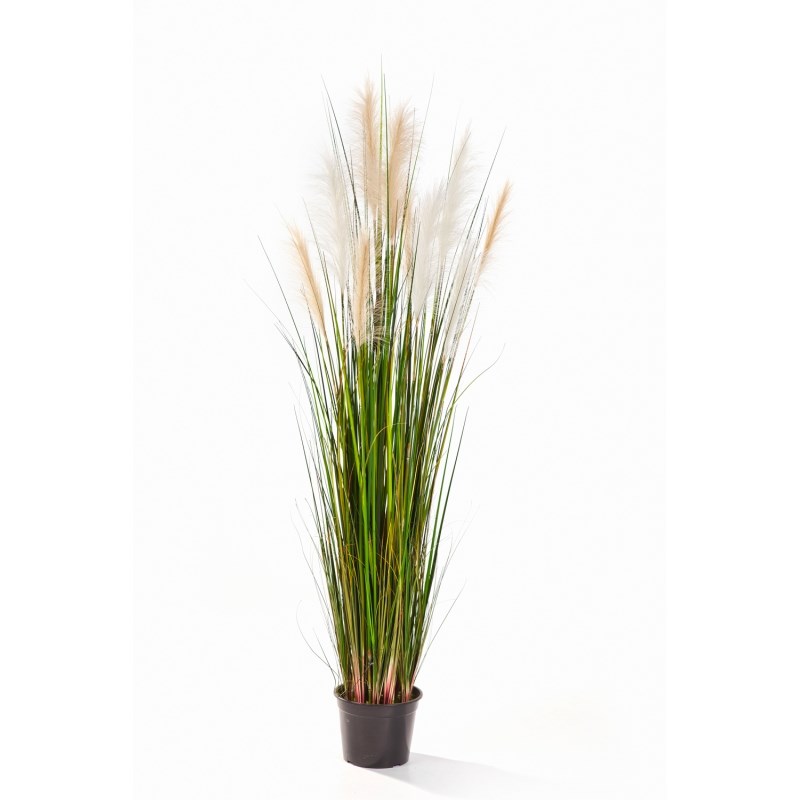 Reed Gras Cremé-Bruin H: 120 cm