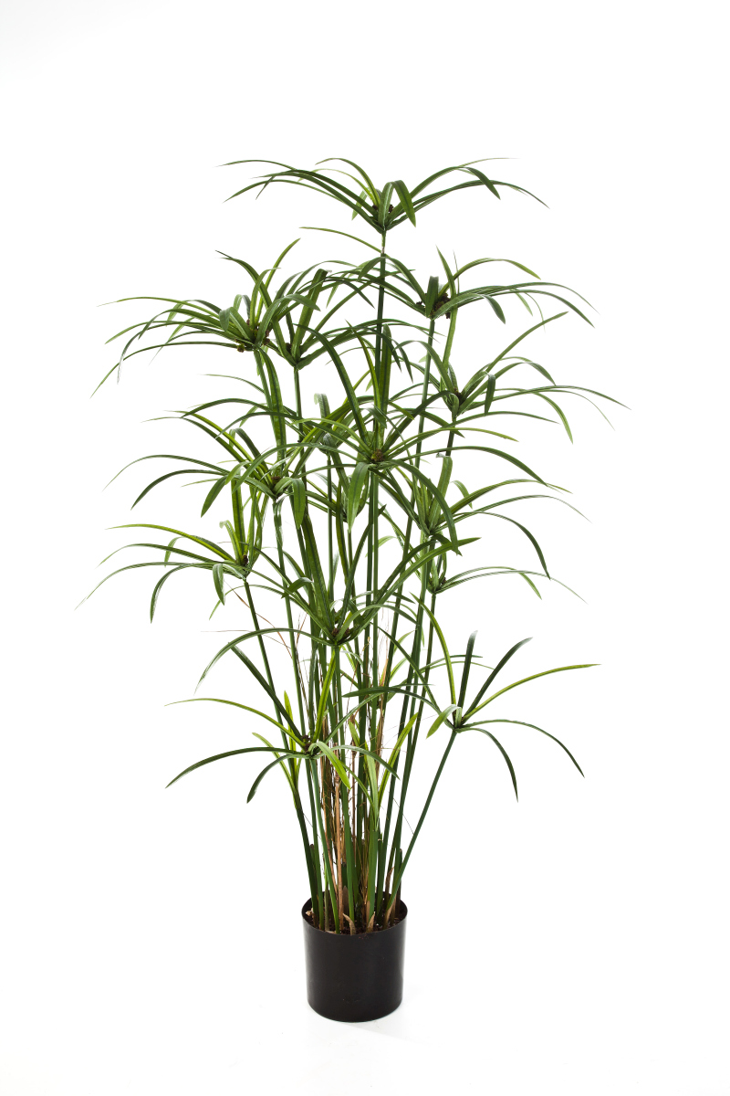 Royal Papyrus Plant   H: 125 cm