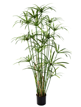 Royal Papyrus Plant   H: 155 cm