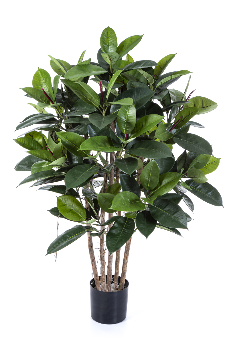 Rubber Plant H: 120 cm