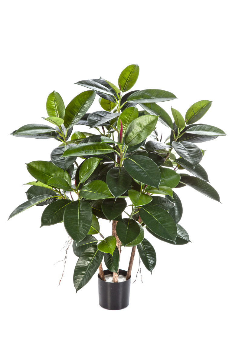 Rubber Plant H: 90 cm