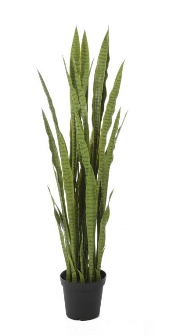 Sansevieria Groen H: 120 cm