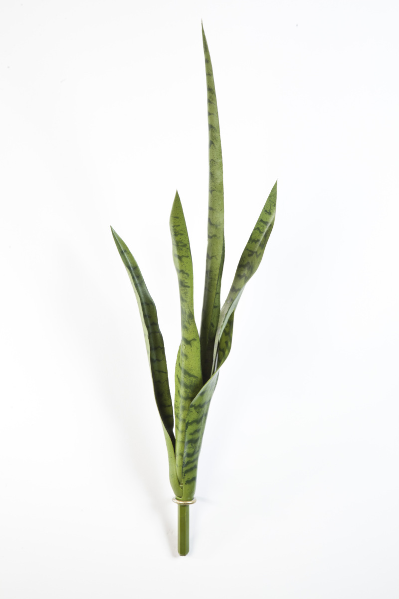 Sansevieria Groen H: 81 cm