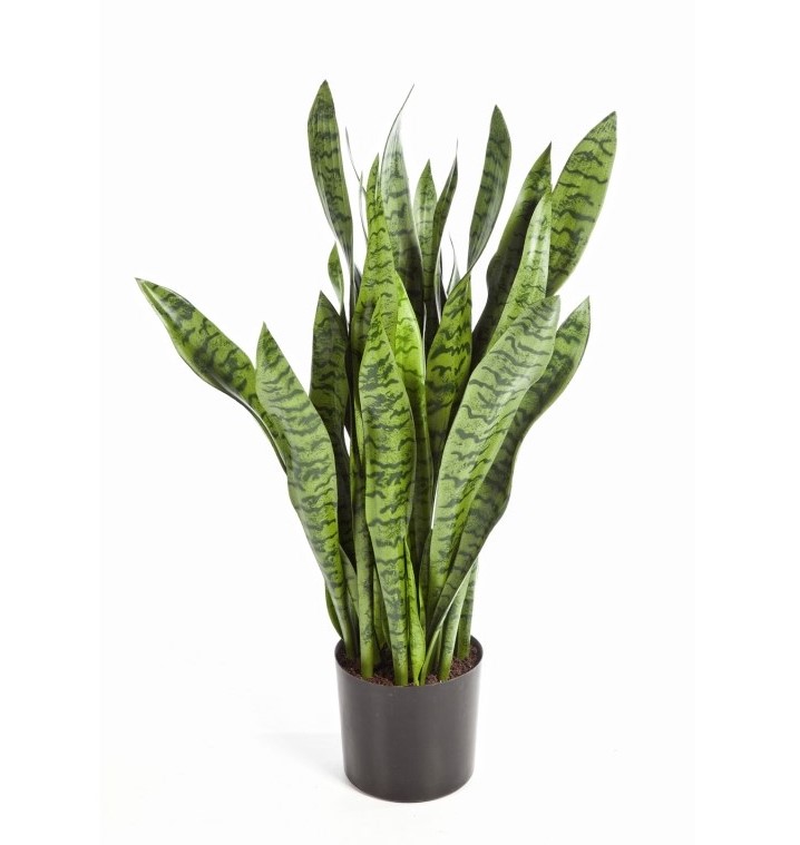 Sansevieria H: 80 cm