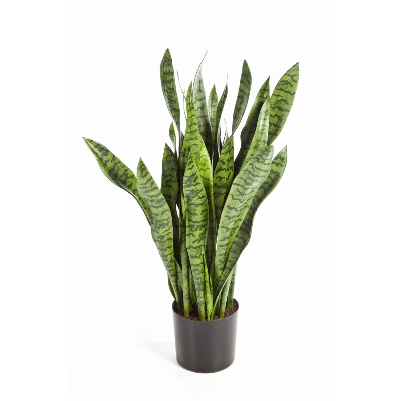 Sansevieria H: 93 cm