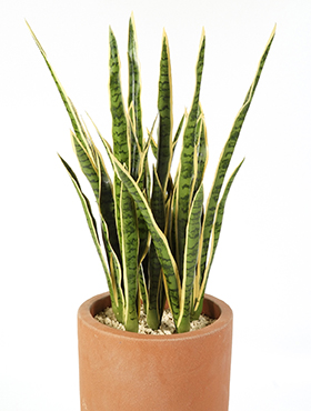 Sansevieria, Toef, H: 81cm