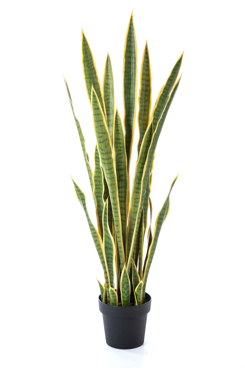 Sansevieria Variagated H: 120 cm