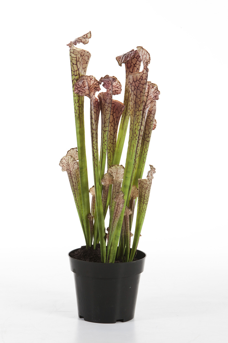 Sarracenia Bruin   H: 65 cm