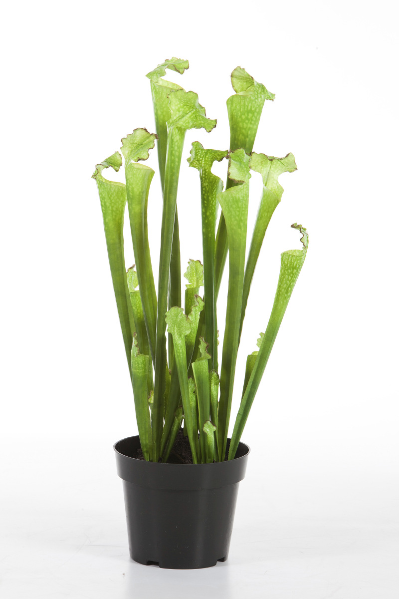 Sarracenia Groen   H: 65 cm