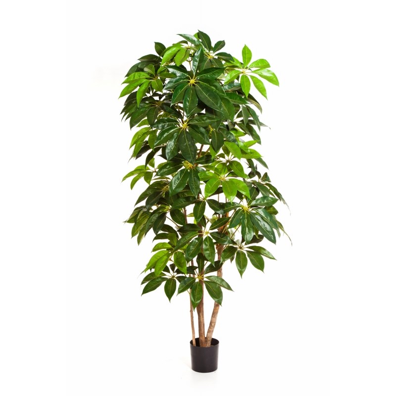 Schefflera Boom H: 190 cm